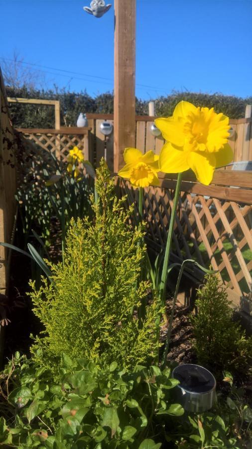 Owly 'Ouse Bed & Breakfast Barnstaple Bagian luar foto